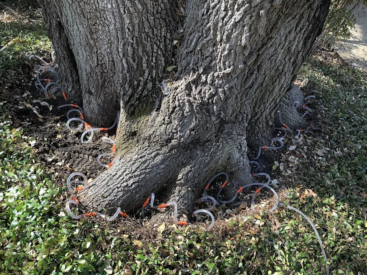 Detailed Shrub and Hedge Trimming job site in Pecan Gap