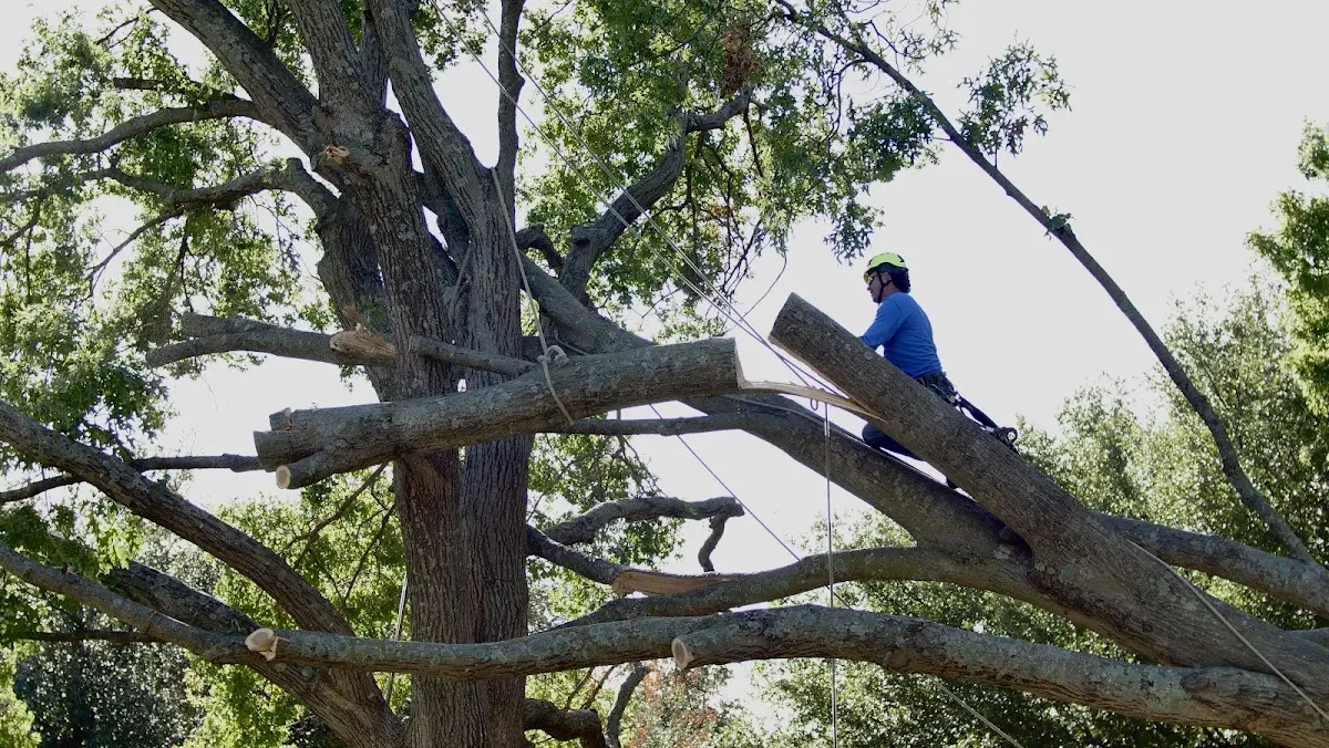 Professional Hazardous Tree Removal performed by certified arborists in Pecan Gap