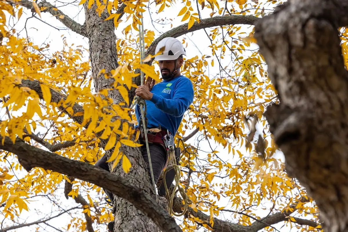 Skilled Tree Transplanting crew working in Pecan Gap