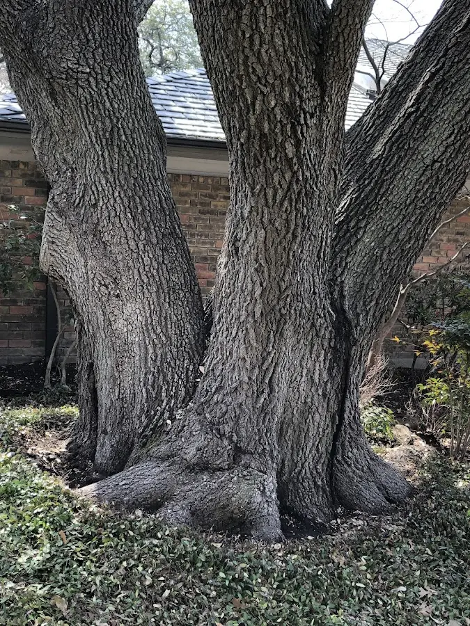 Mature heritage tree close to a Pecan Gap property cared for by certified arborists